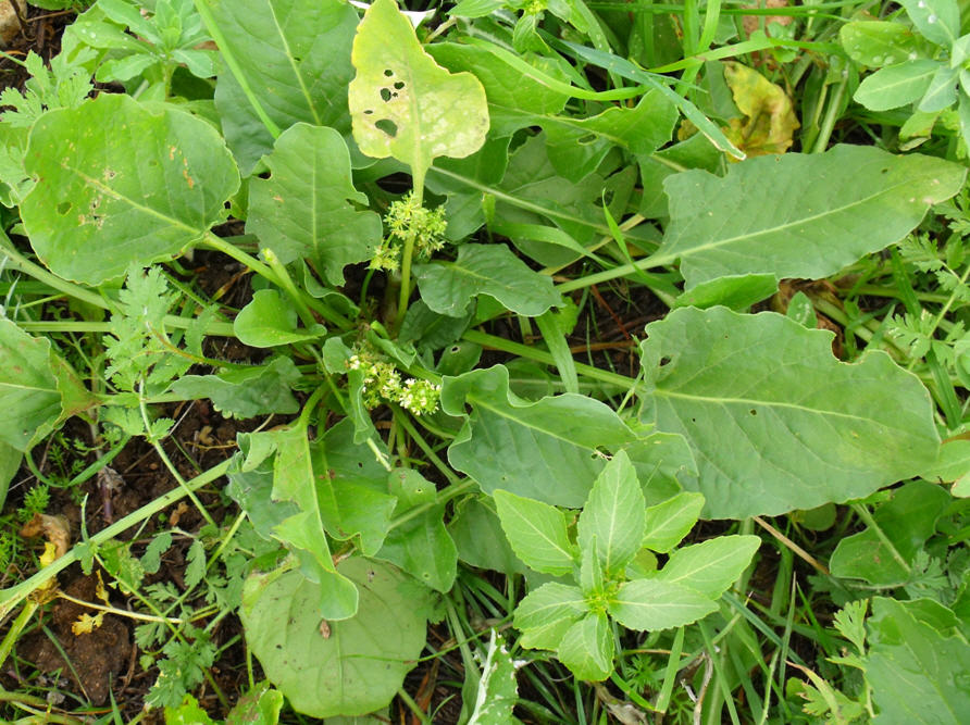 Beta vulgaris